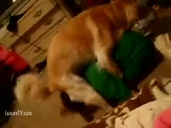 ZeusPorn shows a giggling adolescent cheating wife at a zoo while her dog attempts to hump her head.